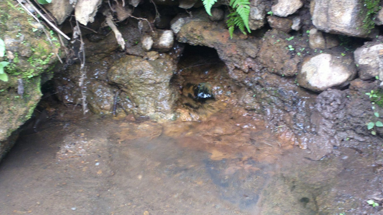 Suvery about Natural Water Sources